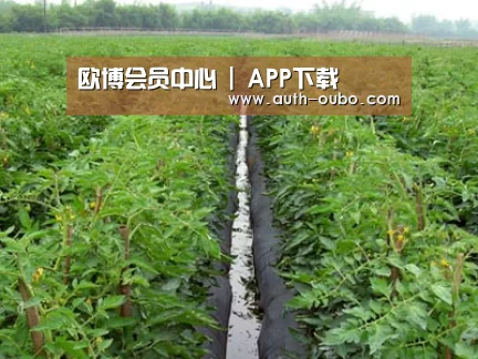 种植基地三