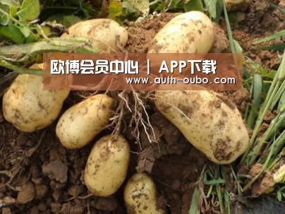 种植基地六