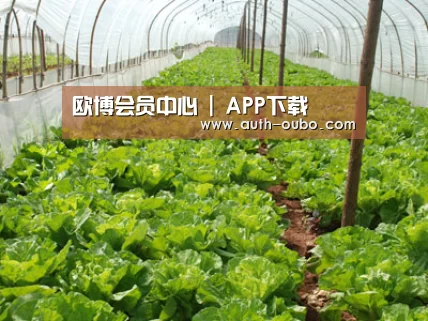 种植基地五